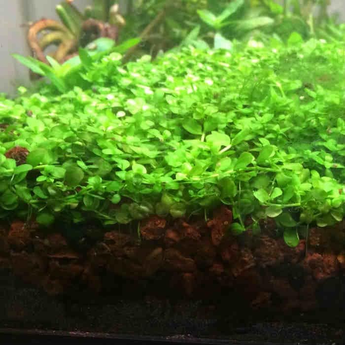 Foreground Potted Live Aquarium Plants | Freshwater Aquatic Plants for Aquariums (Potted Monte Carlo, 5 Pack)
