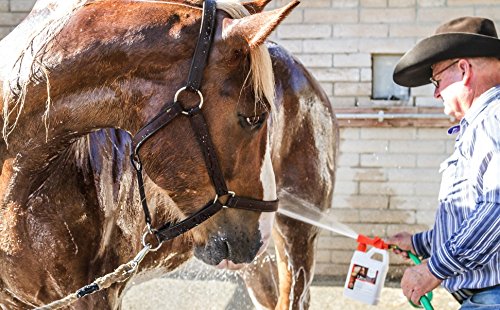 UltraCruz® Equine Foaming Shampoo, 5 Gallon