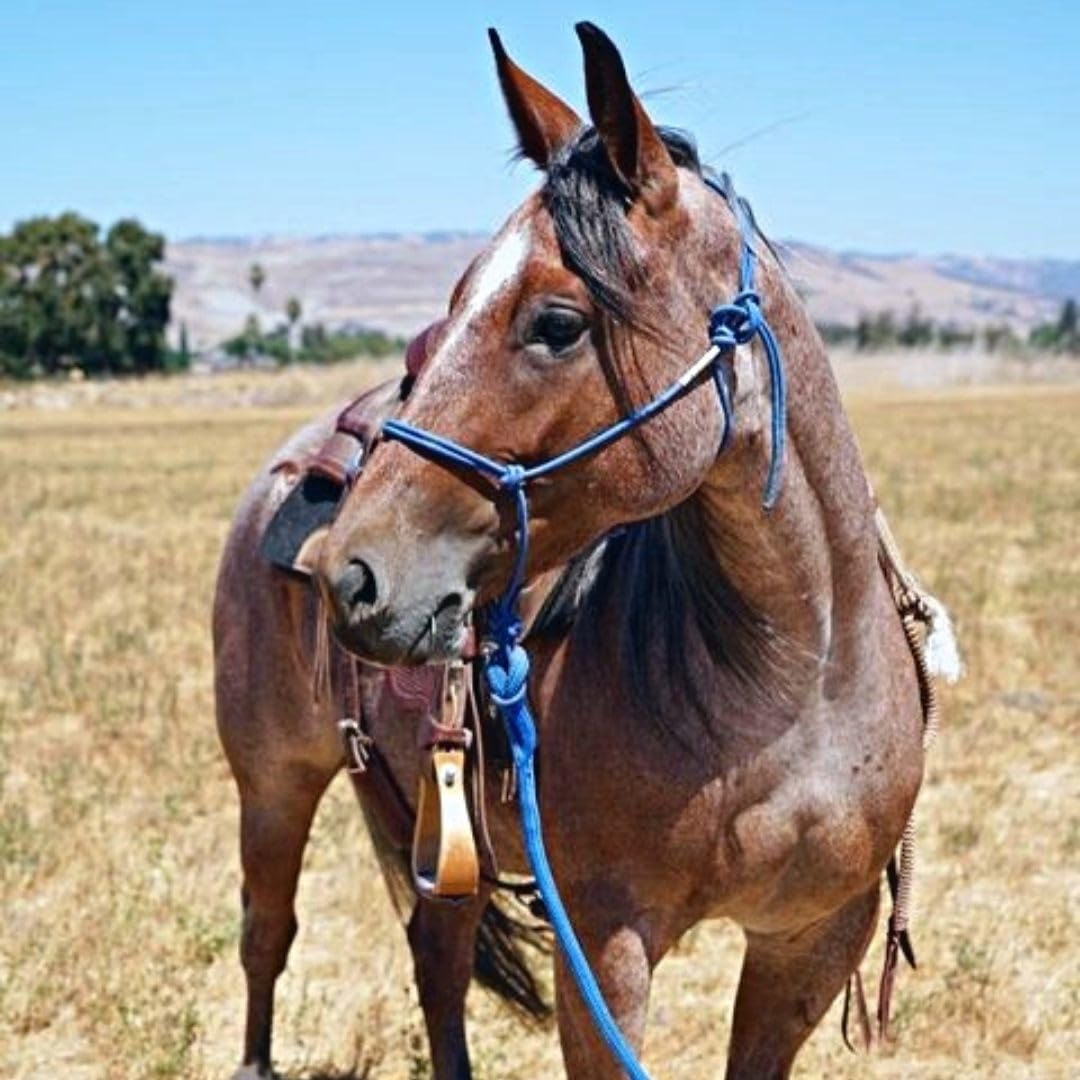 Premium 1/2" Samson EQ Yacht Braid Lead Rope with Nickel Trigger Bull Snap. Option for 12ft, 14ft and 16ft Lengths (Blue, 12 FT)