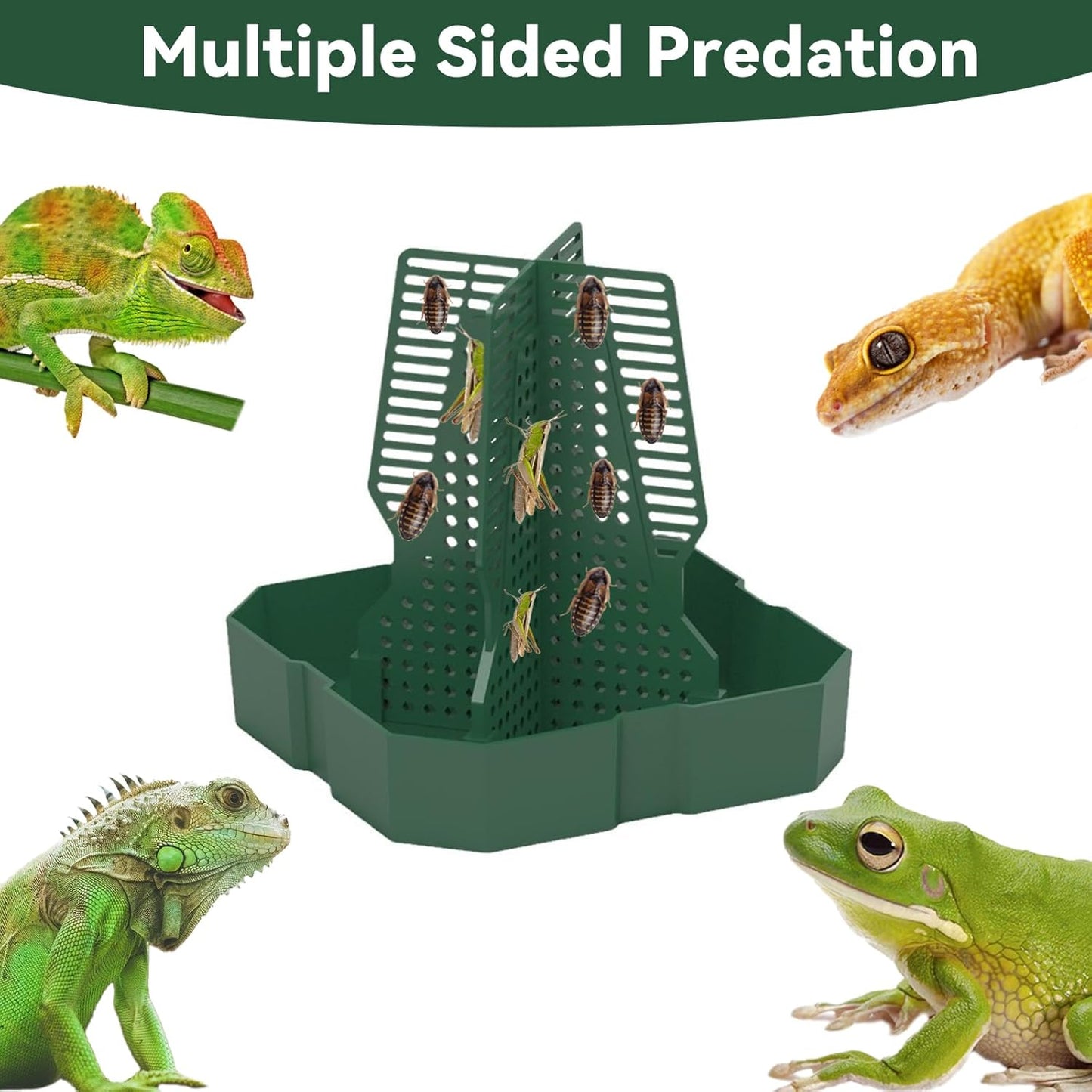 Chameleon Feeder+Bearded Dragon Feeder for Mounted Insect with Rope and Tweezers, Tank and Aquarium Accessories for Lizard, Bearded Dragon, Gecko, Frog(Medium)
