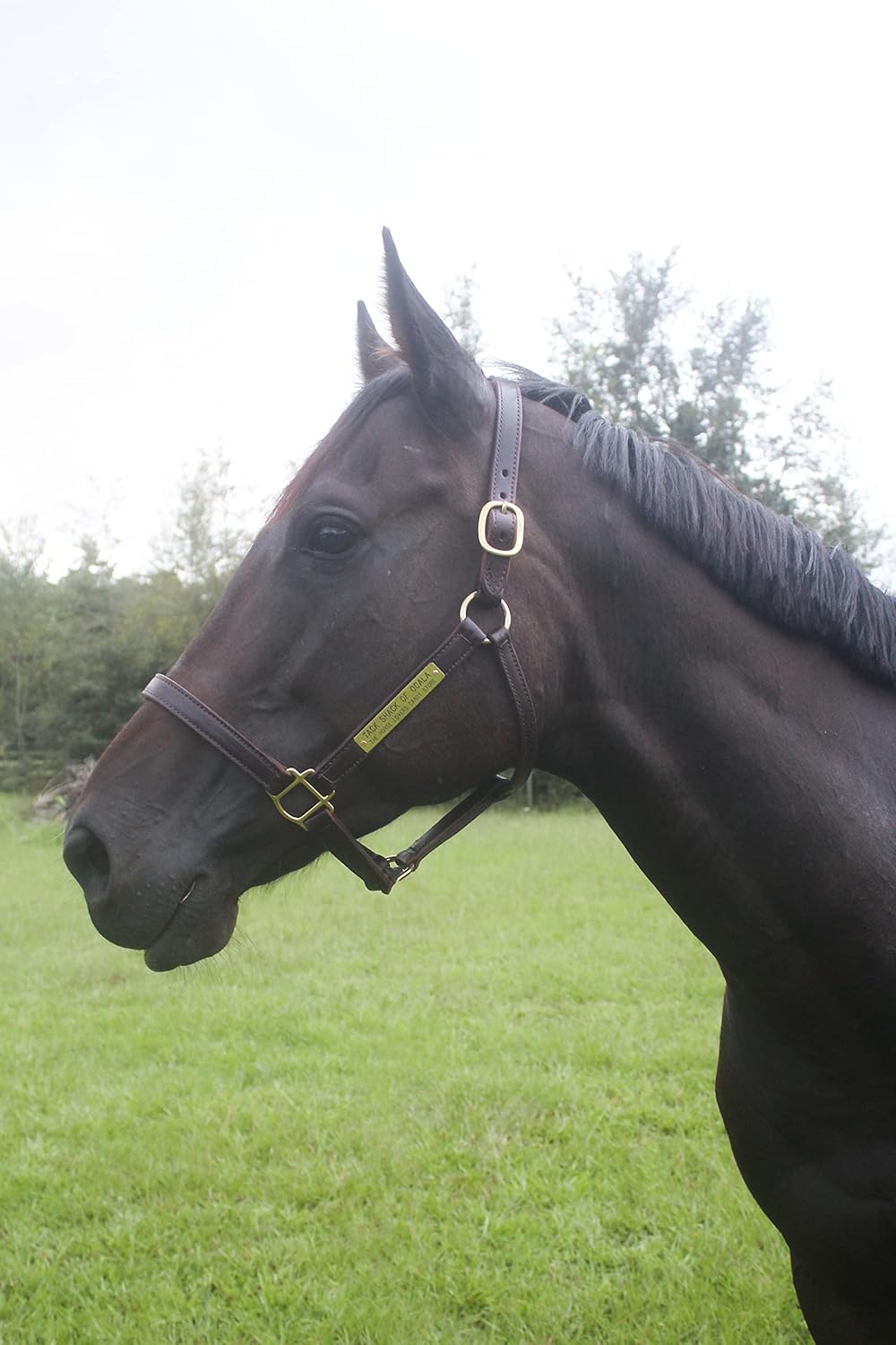 Turnout Leather Halter for Horses with Customized Engraved Name Plate | Brown Leather with Solid Brass Hardware | Fixed Chin, Double Buckle Crown