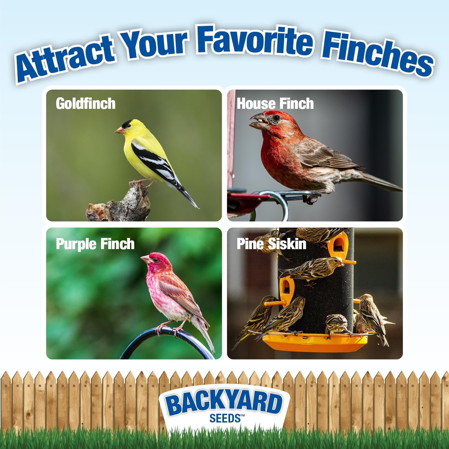 Backyard Seeds Finch Frenzy Wild Bird Seed Mix - for Small Songbirds - Attracts Goldfinches, House Finches, Purple Finches & More (20 Pounds)