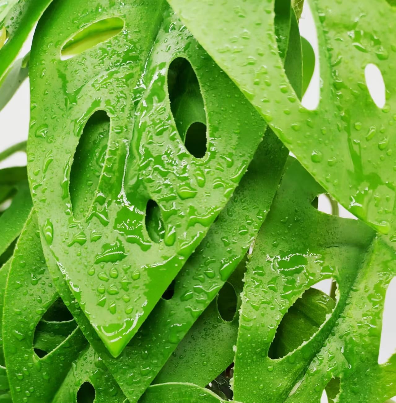 Reptile Plants for Terrarium Decor, Amphibian Habitat Decor, Reptile Tank Accessories, Artificial Hanging Plants with Suction Cup-2 Packs (Swiss Cheese)