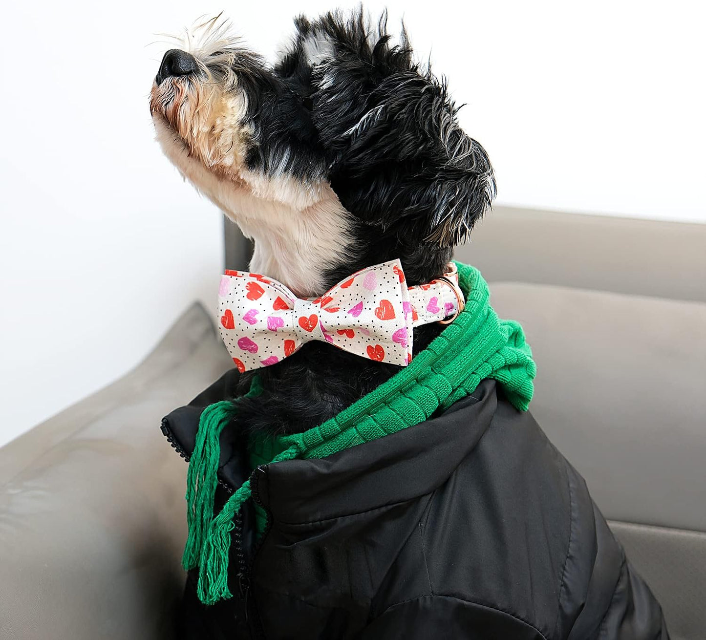 Lionet Paws Valentines Day Dog Collar with Bowtie, Dog Bowtie Collar with Metal Buckle for Dogs and Cats, Adjustable Comfortable Dog Collar Girl Boy Gift,XXS, Neck 7-11 in