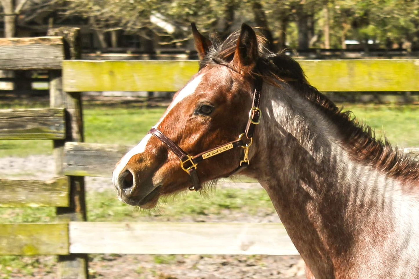 Turnout Leather Halter for Horses with Customized Engraved Name Plate | Brown Leather with Solid Brass Hardware | Fixed Chin, Double Buckle Crown