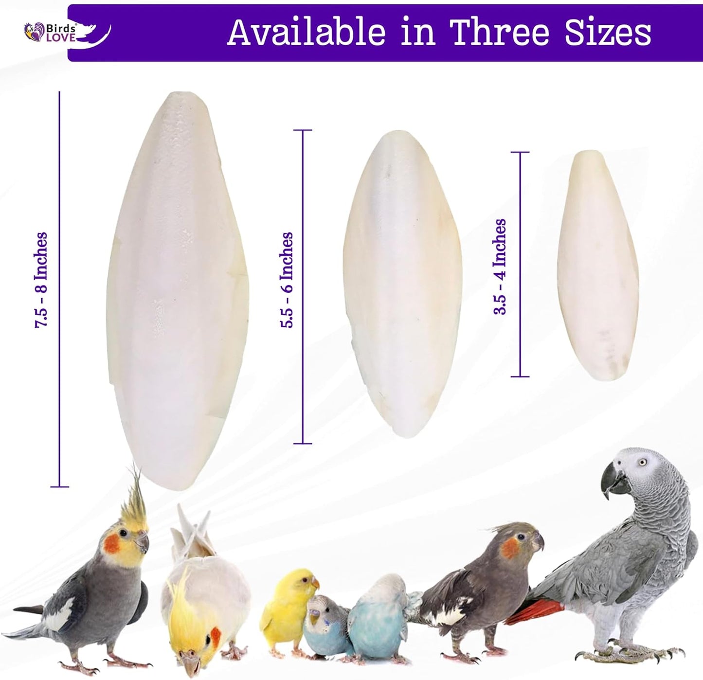 Birds LOVE 7.5" to 8" Natural Cuttlebone for Birds, Tortoises, Snails & Crabs (1 Pack) – 100% Pure Sun-Dried Cuddlebone Calcium Supplement to Support Beak & Shell Health