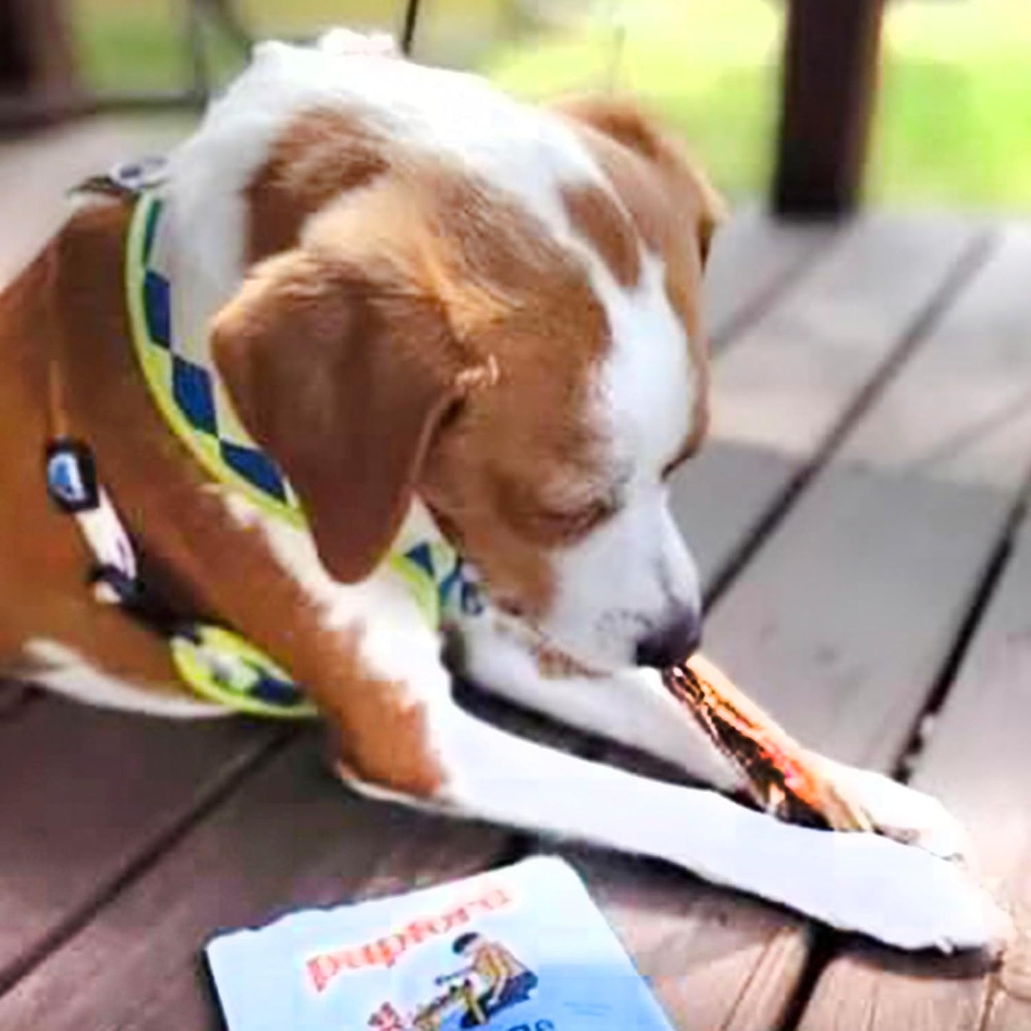 Pupford Standard Beef Tendon Chews for Dogs & Puppies, All-Natural Dog Chew with Glucosamine for Joint Health, Long-Lasting Toy, Great for Teething (4 Count)