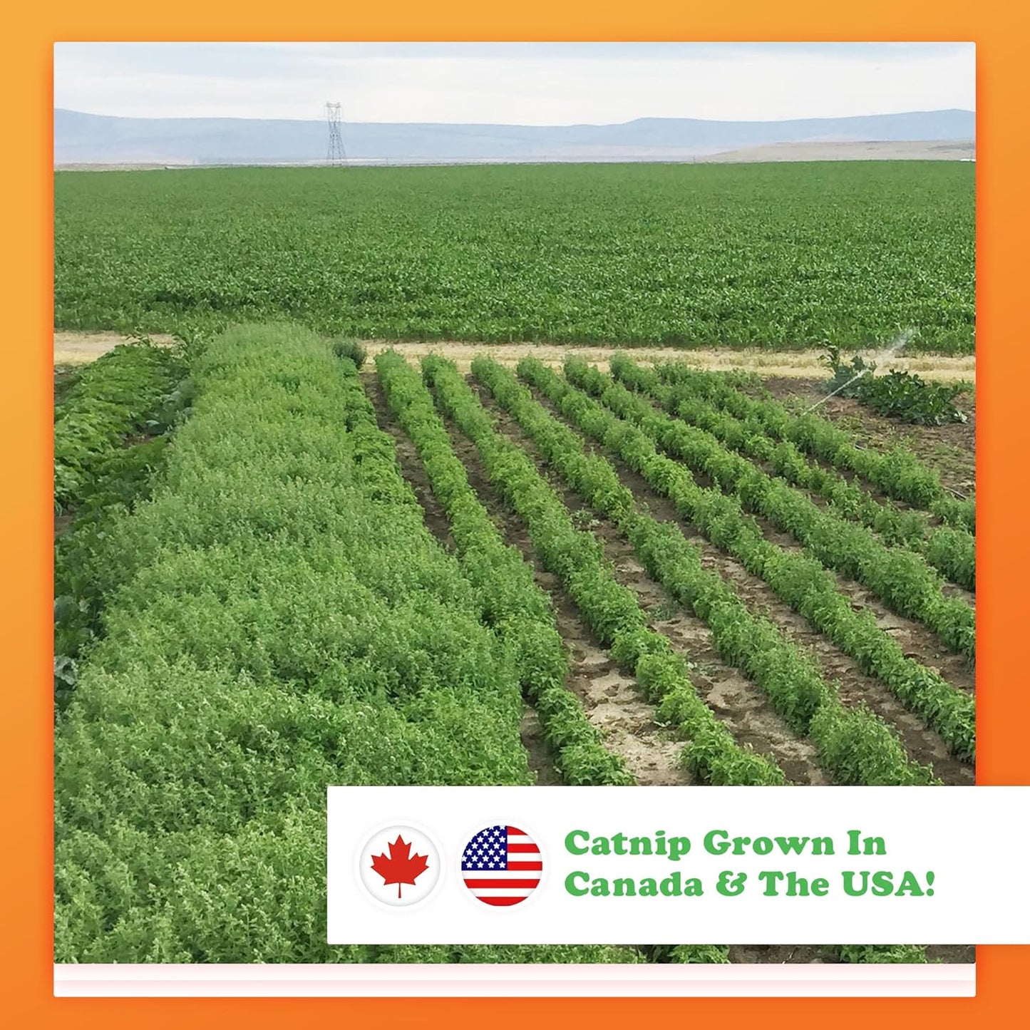 Meowijuana | Dried Catnip Buds Jar | Premium Organic Catnip | Grown in North America | Perfect for Cat Toys | Fresh Catnip for Extended Playtime | Elevate Your Cat's Enjoyment