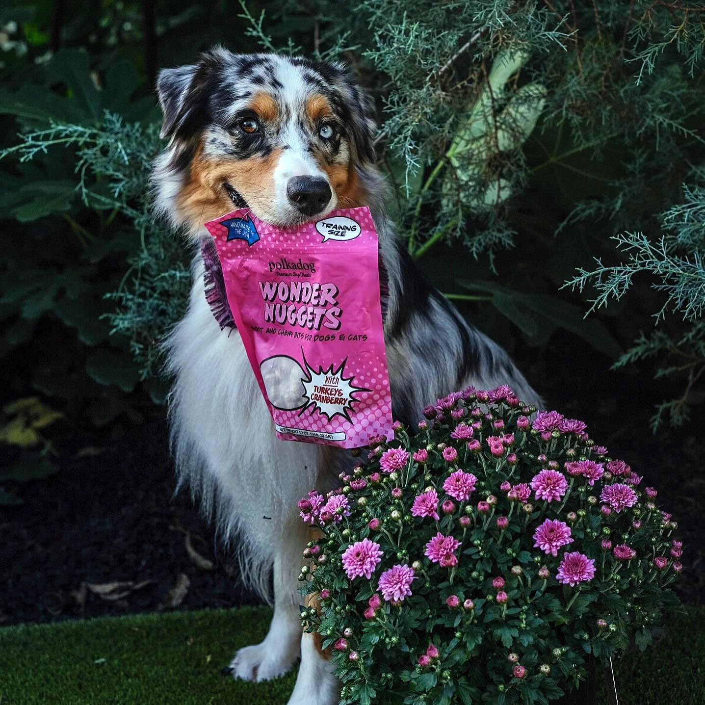 Polkadog Wonder Nuggets – Soft & Chewy Dog Treats with Turkey & Cranberry – Healthy, Limited Ingredient Training Treats for All Dog Breeds and Ages – Natural, Made in USA – 10 oz