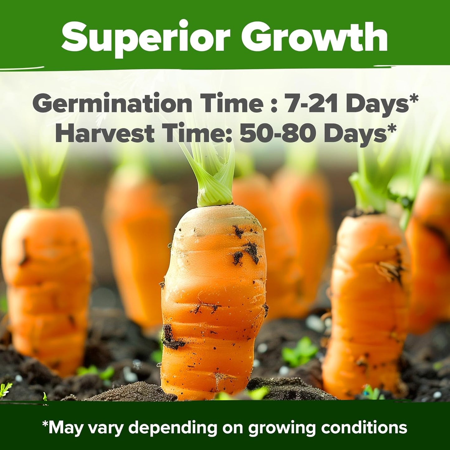 HOME GROWN π¨π¦π π£π₯ππ ππ¨π Rainbow Carrot Seeds β 2500+ Heirloom Seeds (10 Varieties) β High Germination, π‘π’π‘-ππ π’ Vegetable Seeds for Planting Indoors or Outdoor Home Garden