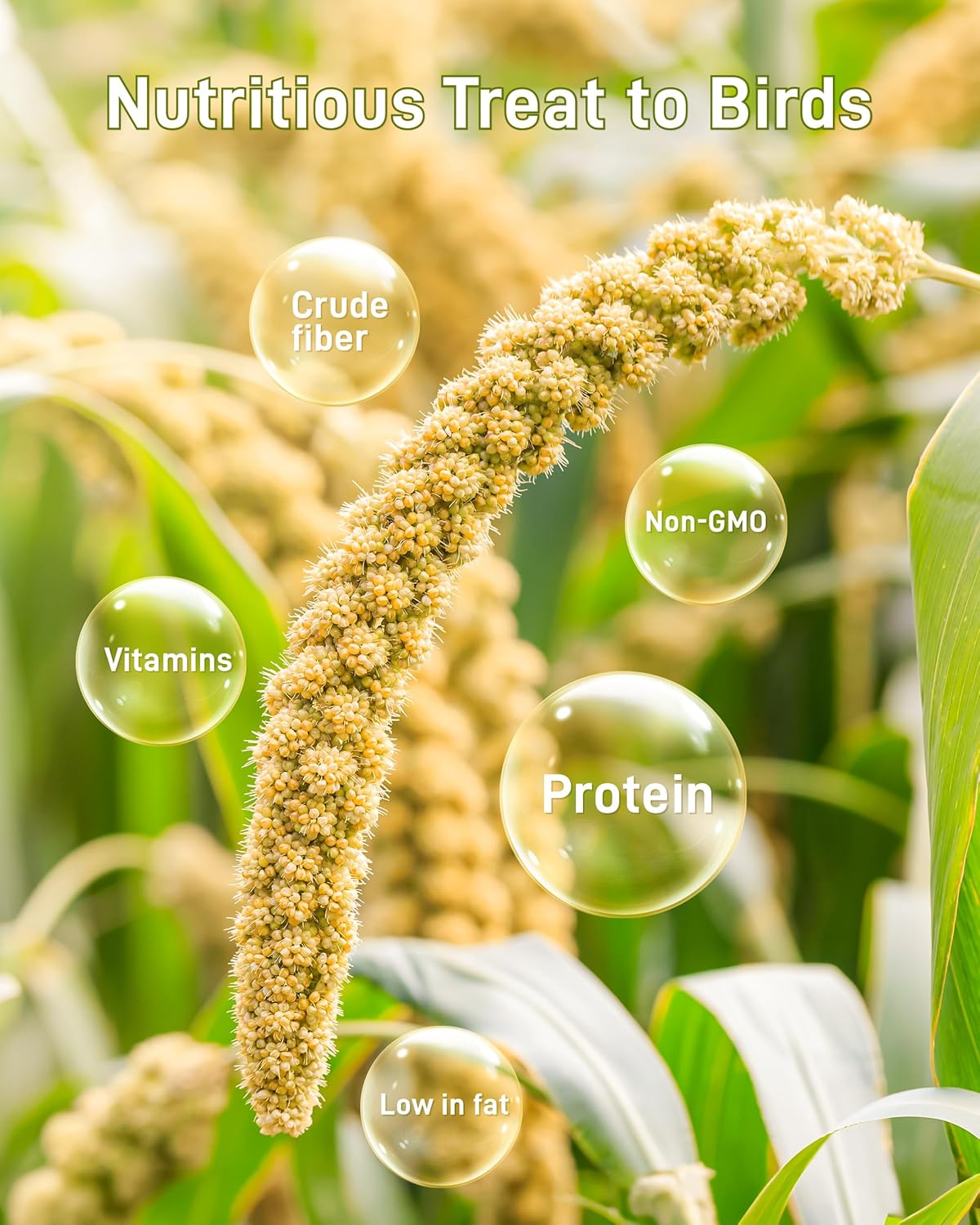 BUCATSTATE 2.2lbs Millet for Birds, Sun-Dried Parakeet Food for Parrot, Budgie, Cockatiel, Finches, Lovebird, GMO-Free Parakeet Treats (2.2lbs)