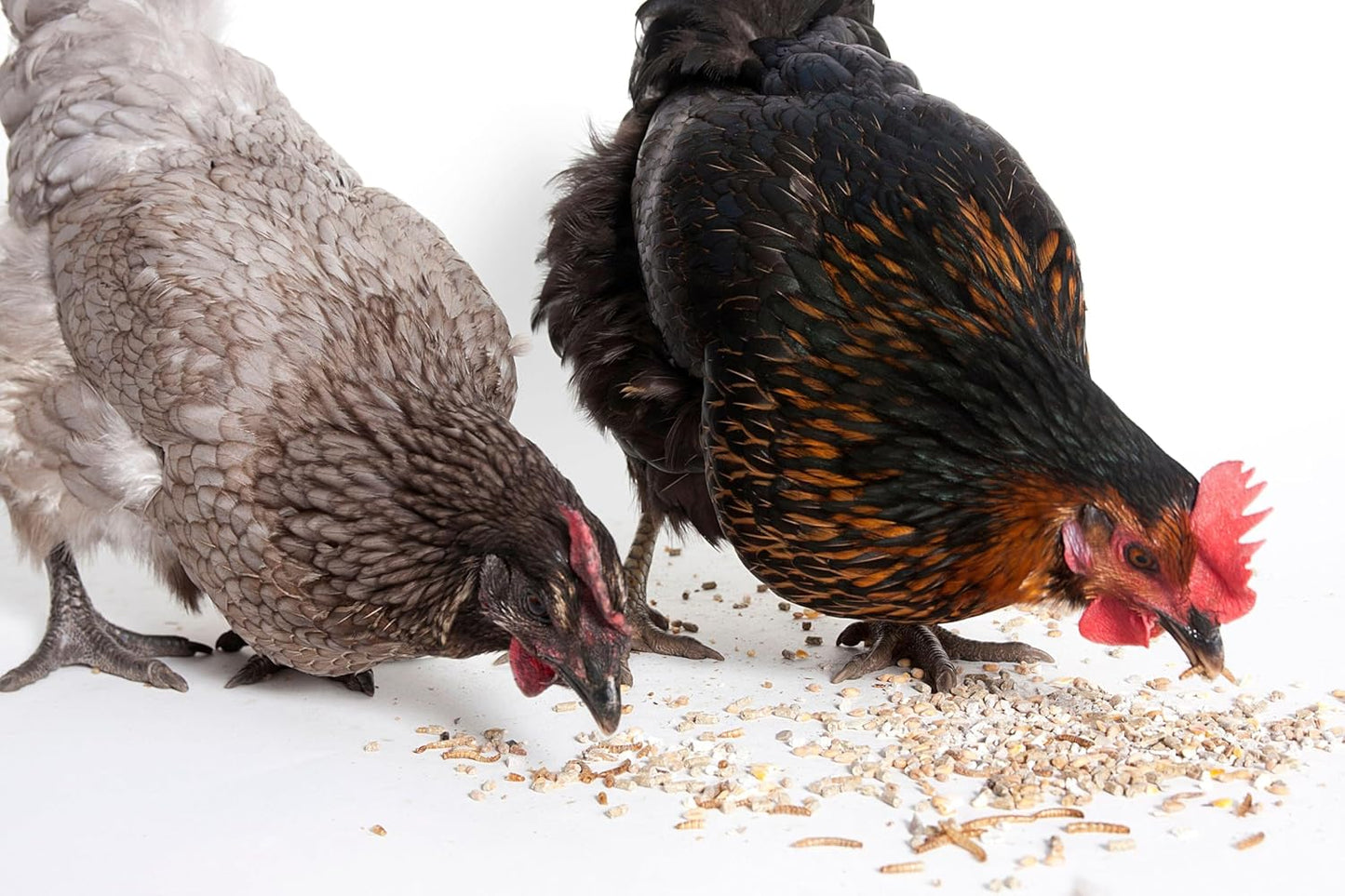 Dried Black Soldier Fly Larvae, 100% Natural, Non-GMO, High-Protein Treats for Chickens, Layer Hens, Wild Birds, Ducks, 13.3 oz, Pack of 4