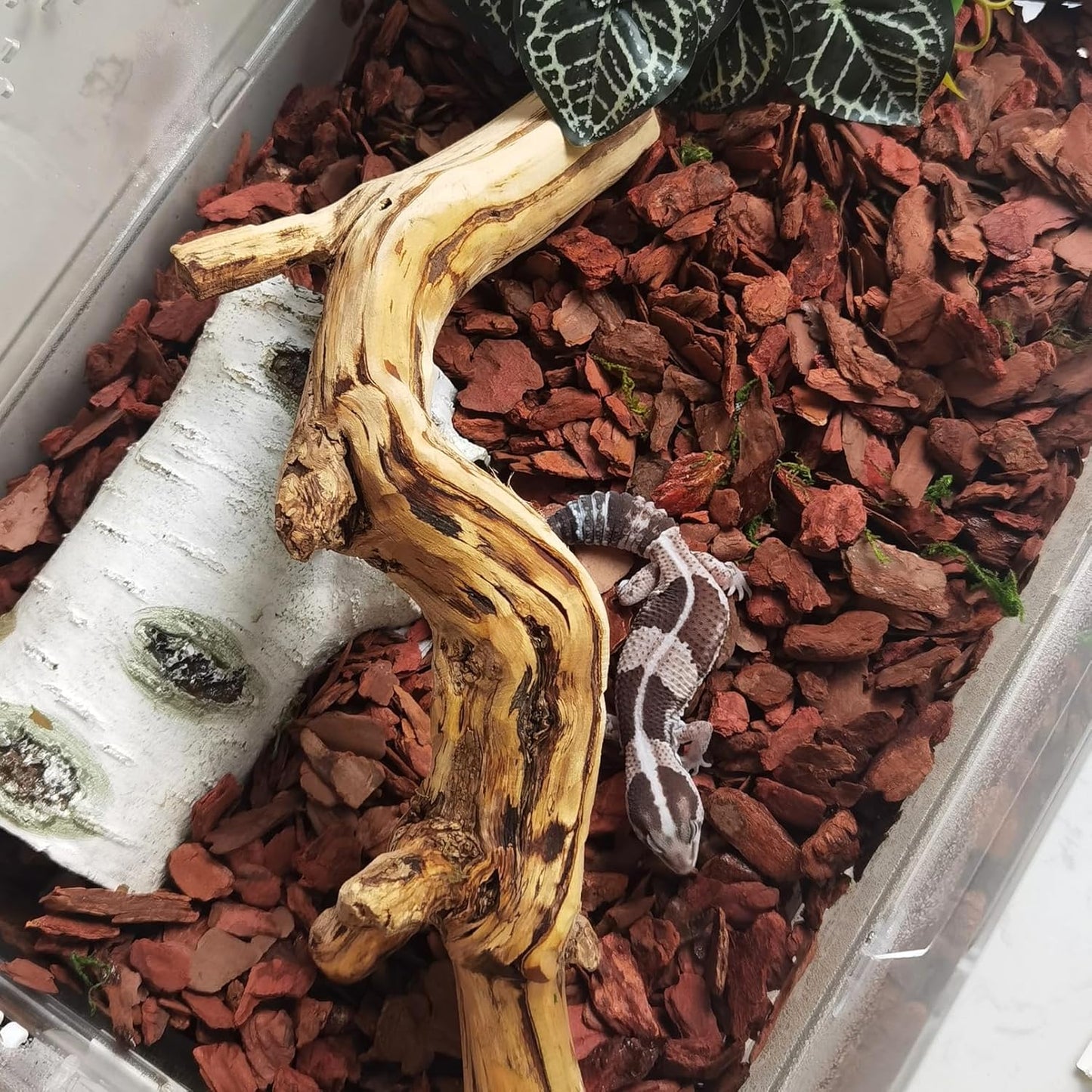 BNOSDM Reptile Cork Bark Substrate Bedding Tortoise Natural Cork Wood Chips Reptile Breeding Bedding Habitat Decor for Ball Python Lizard Snake Spiders Geckos Bearded Dragons Hermit Crabs (0.99LB)