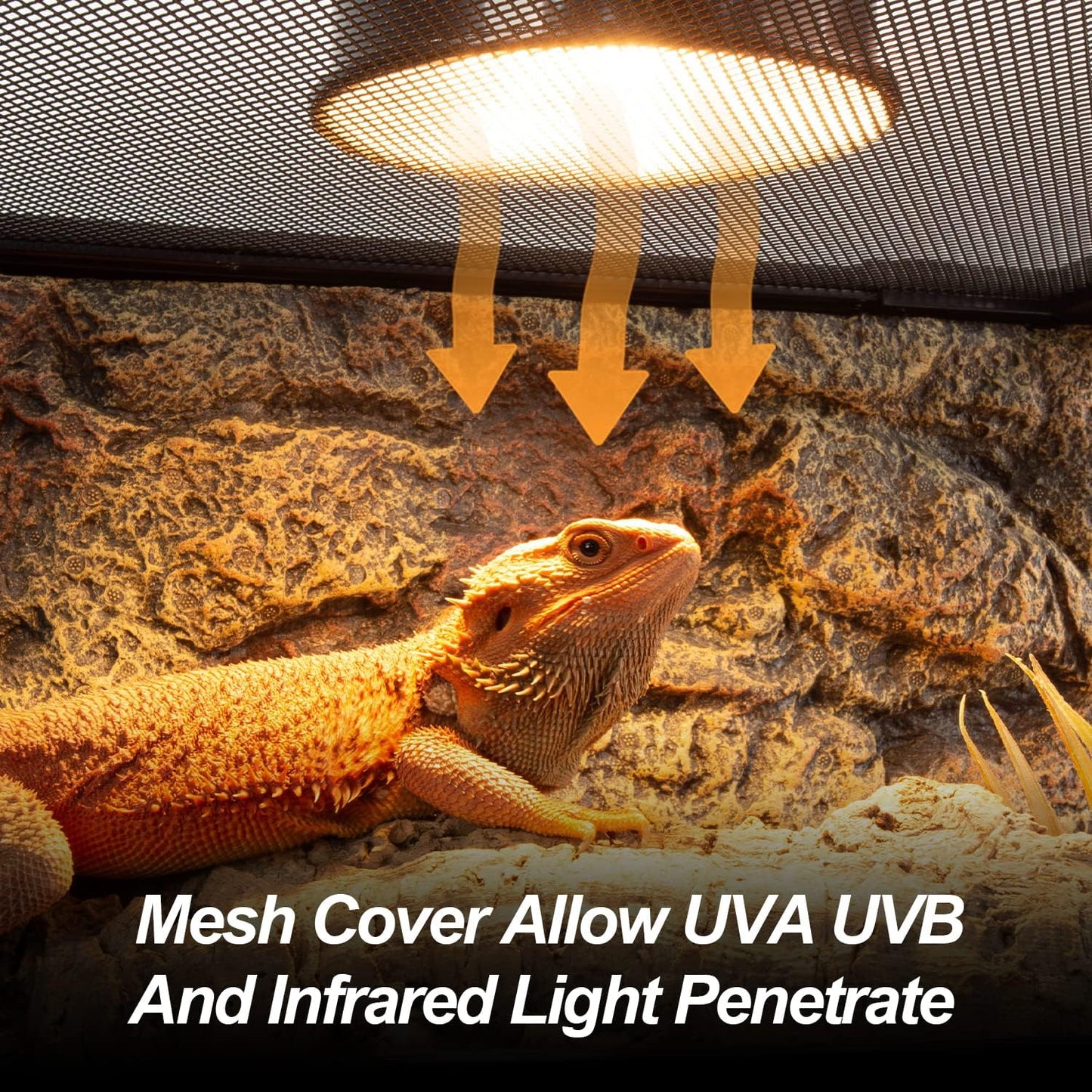 Large Reptile Tank 25 Gallon, 360°Full Vision Glass Reptile Terrarium with Top Mesh Lid for Beaded Dragon Lizard Gecko Snake Hermit Crab Use, 30"(W) X 12"(D) X 16"(H)