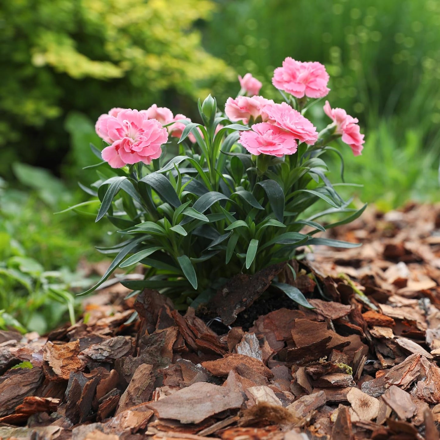 Premium Pine Bark Nuggets – Pine Bark Mulch for Gardens, Landscaping, Potted Plants, and Wood Chips for Garden Beds (2 CF - 56 L - 59 QTS)