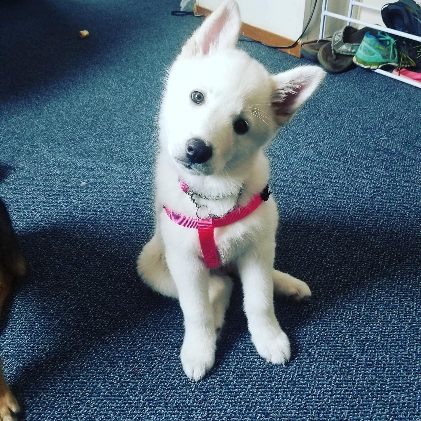 PUPTECK No Pull Dog Harness Soft Adjustable Basic Nylon Step in Puppy Vest Outdoor Walking with ID Tag DeepPink