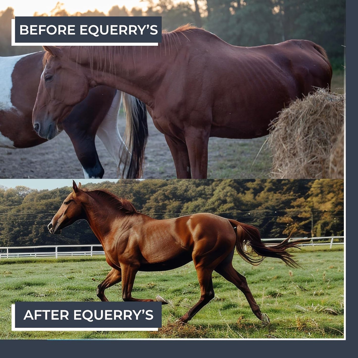 Equerry's Combined RX 4 Way | Equine Nutritional Support | Complete Formula | Digestive and Joint Support | Hoof & Hair | Probiotics Vitamins & Minerals 160 Feedings, 20lb.