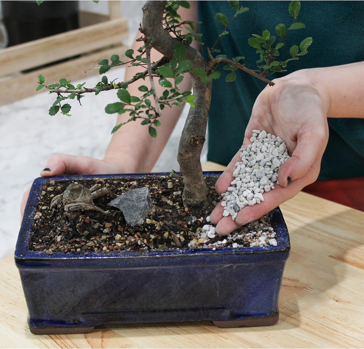 Horticultural Bonsai Pumice Soil Amendment (2 LB), Supplement for Bonsai and Cactus Indoor Plants