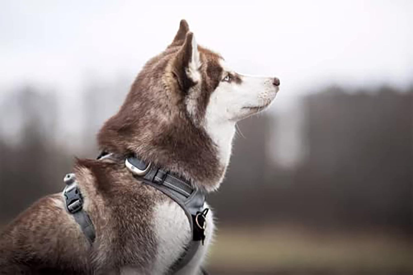 TRUE LOVE Adjustable No-Pull Dog Harness Reflective Pup Vest Harnesses Comfortable Control Brilliant Colors Truelove TLH5651(Gray,S)