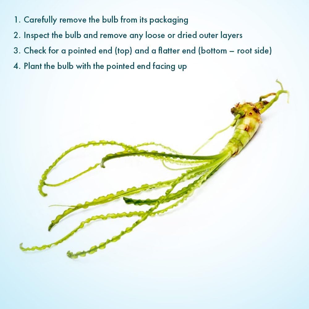 SubstrateSource Crinum Calamistratum Live Aquarium Plant – African Onion Plant, Slow-Growing Freshwater Aquatic w/Curly Green Leaves for Planted Tanks, Background or Midground Tank Placement - Bulb