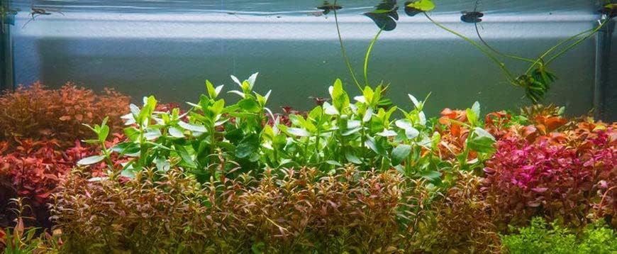 SubstrateSource Live Aquarium Stem Plants - Freshwater Aquatic Plant for Fish Tanks, Aquascaping - (Moneywort Bacopa Monnieri, 1 Bunch)