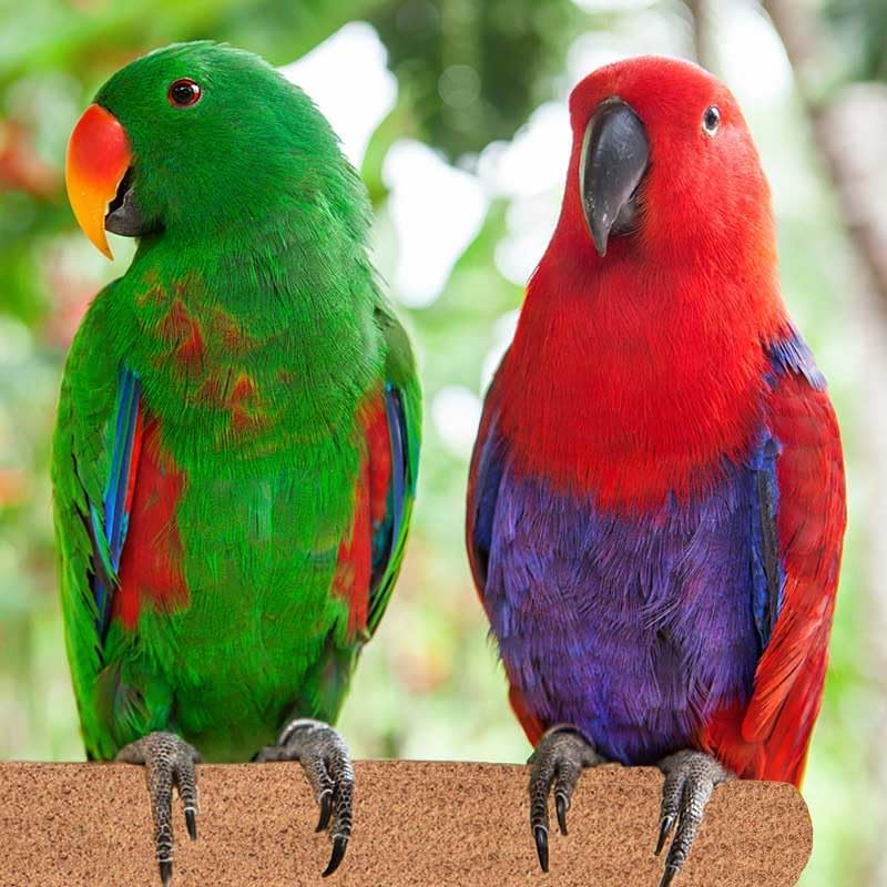 Super Bird Creations SB1153 Sure-Grip Grooming Perch Large, Medium/Large Bird Size - Enriches Beak and Foot Health - Ideal for Parrots Parakeets Quakers -Large Bird Size, 1 1/4" diam x 12" (Large)