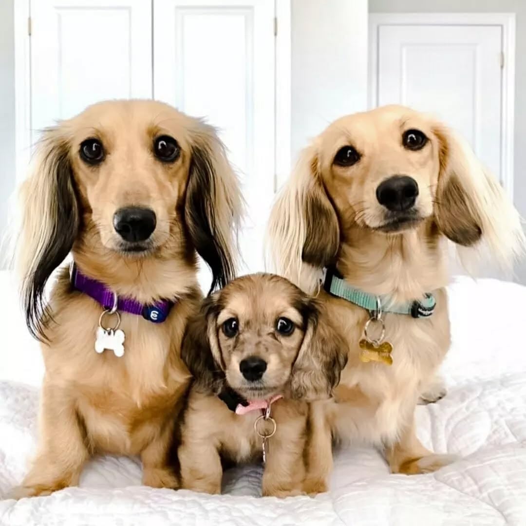 Blueberry Pet Essentials X-Small Dog Collar in Dark Orchid | Adjustable & Eco-Friendly Durable Nylon Strap | Classic Collar for X-Small Dogs, Boy & Girl Pets