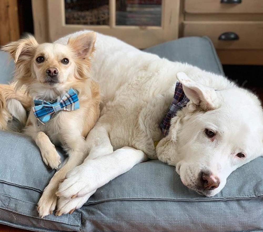 Lionet Paws Boy Dog Collar with Bowtie, Comfortable Adjustable Cute Blue Plaid Bow Tie Collar for Male Puppies and Cats Gift, XS, Neck 8-12 inches