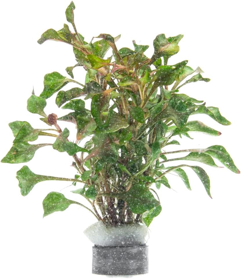 SubstrateSource Alternanthera Bettzickiana - Decorative Live Aquatic Plant for Terrariums and Paludariums - (4 Bunches)