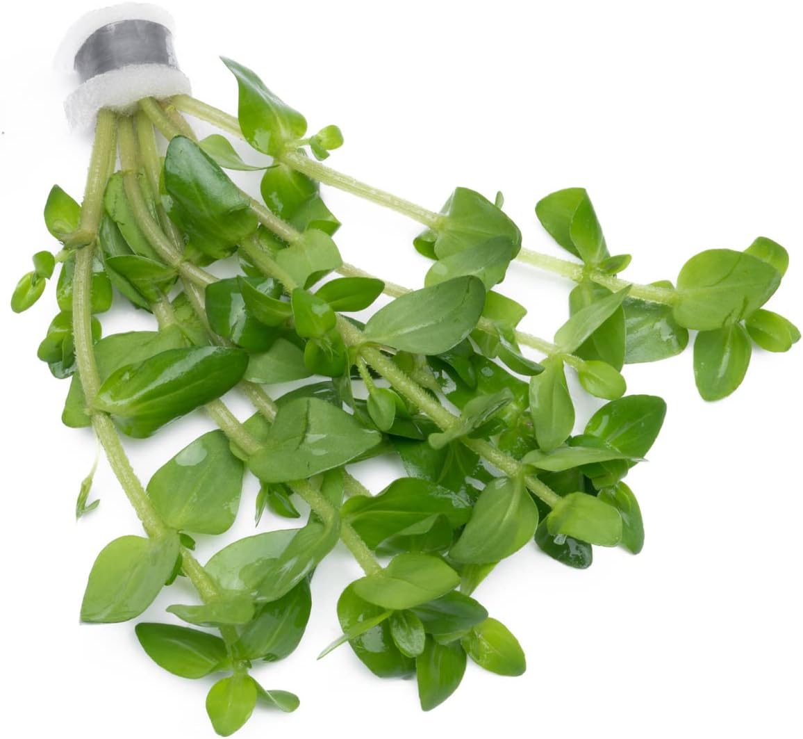 SubstrateSource Live Aquarium Red Stem Plants - Freshwater Aquatic Plant for Fish Tanks, Aquascaping - (Ludwigia Natans Super, 1 Bunch)