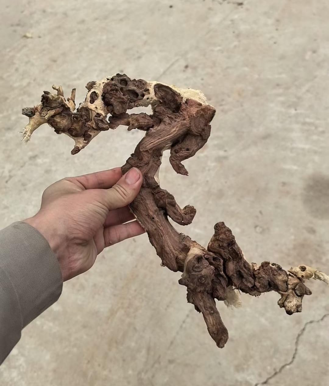 Small Natural Driftwood for Aquarium Styling Carefully Selected Natural Aquarium Decor Driftwood for Reptile Tank Reptile Tank Wood Decor (2pcs grapewood Branch 10-12inch)