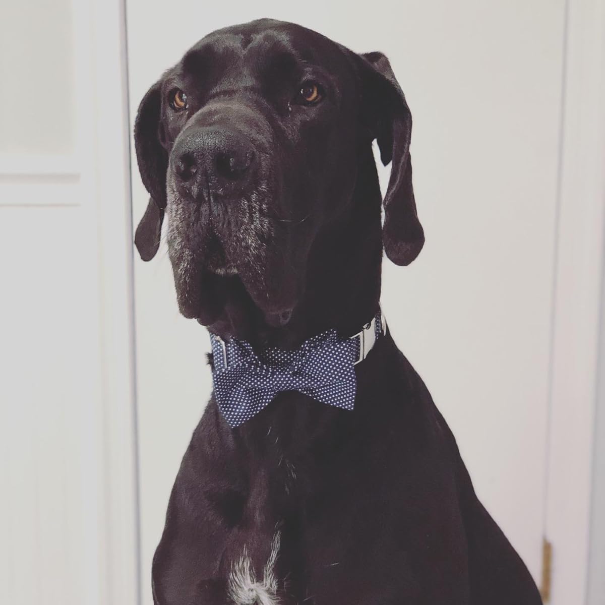 Lionet Paws Boy Dog Collar with Bowtie, Comfortable Adjustable Cute Navy Blue Bow Tie Collar for Male Dogs Gift, Small, Neck 10-16 inches