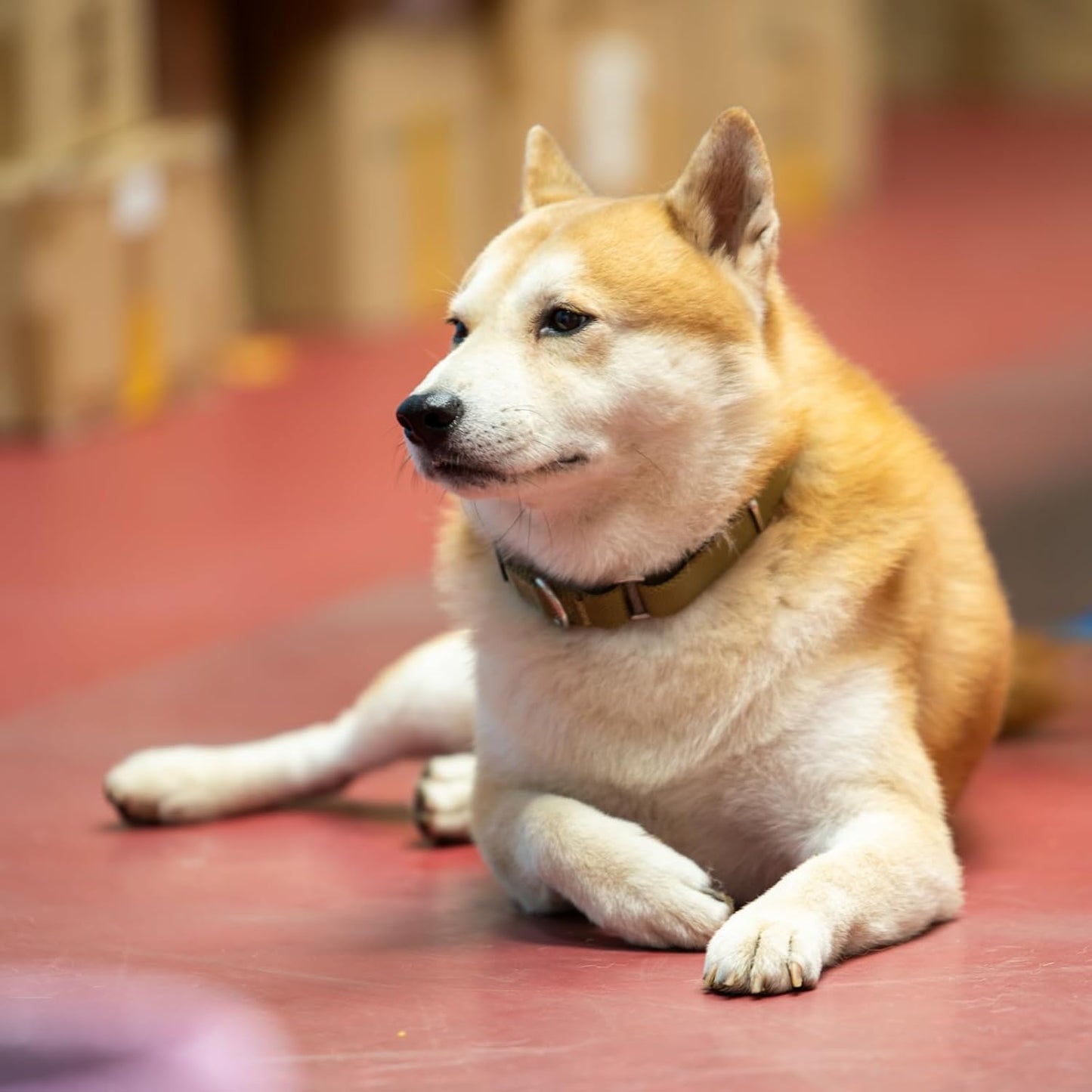 Hyhug Pets Premium Upgraded Heavy Duty Nylon Anti-Escape Martingale Collar for Boy and Girl Dogs Comfy and Safe - Professional Training, Daily Use Walking. (Army Yellow, Large)