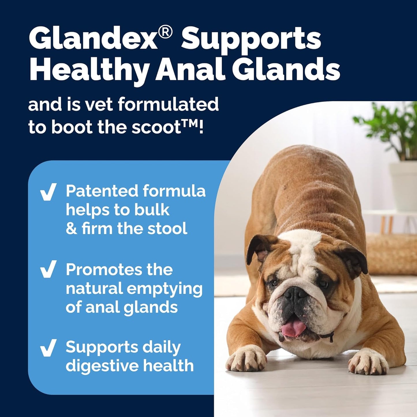 Vetnique Glandex Anal Gland Soft Chew Treats with Pumpkin for Dogs Digestive Enzymes, Probiotics Fiber Supplement for Dogs Boot The Scoot (Peanut Butter Chews, 60 Count)