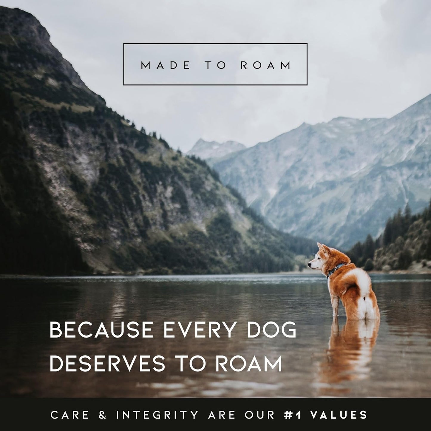 MADE TO ROAM Premium Explorer Harness - Y-Shaped Dog Harness with Adjustable Durable Nylon, Soft Padding, Metal Buckles and Leather Handle for Small, Medium, Large Dogs (Washington Rain, Size 1)