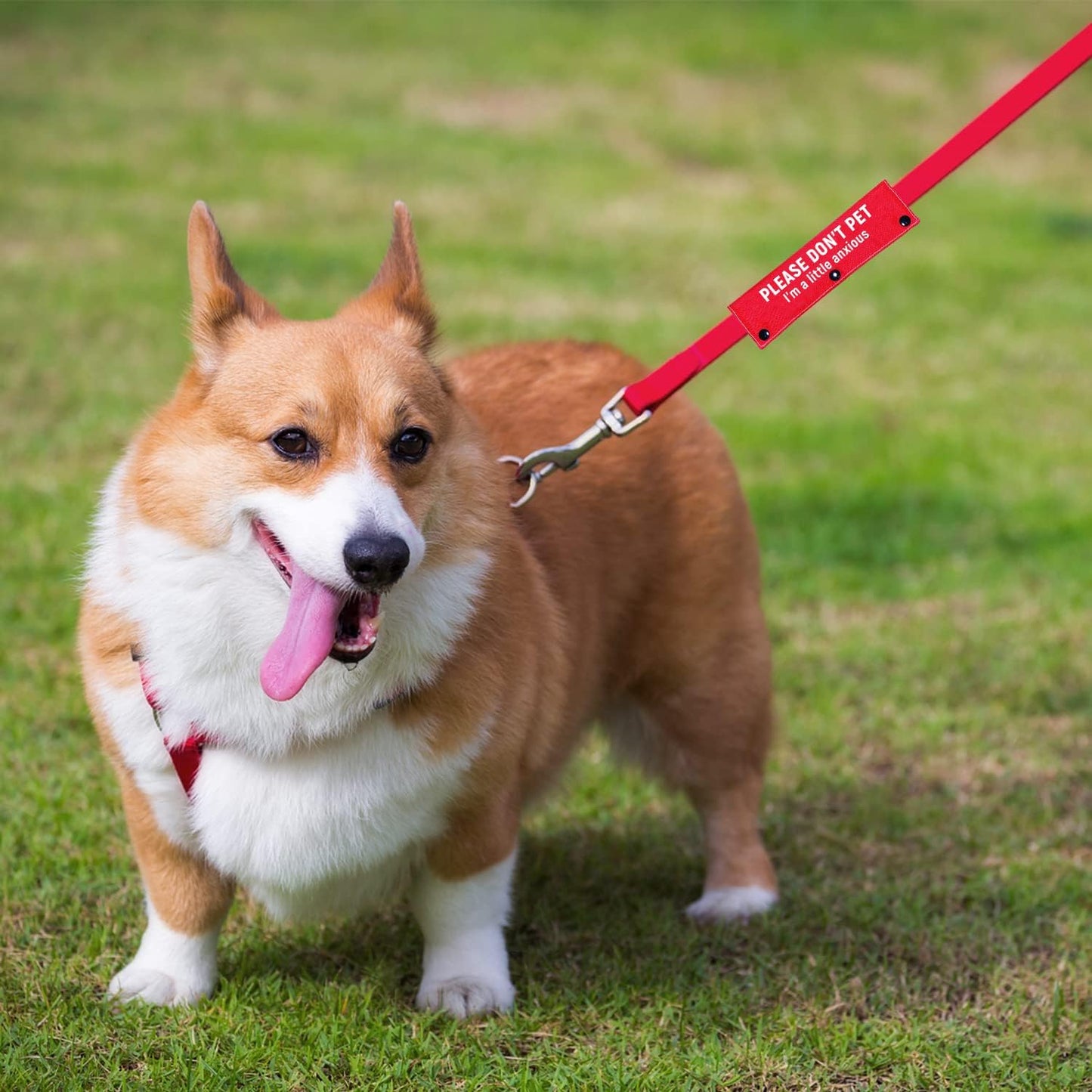 Advivio I'm a Little Anxious Red Dog Leash Sleeve, Wrap Alert Hanging ID Patch Tag for Pet Dog Cat The Best Choice for Daily Walking and Training Fitness, Pet Birthday Gift