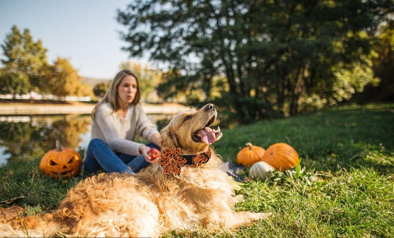 Lionet Paws Dog Collar with Flower - Cute Cotton Adjustable Flower Dog Collar with Metal Buckle for Medium Dog Girl Gift, M, Neck 13.5-22in