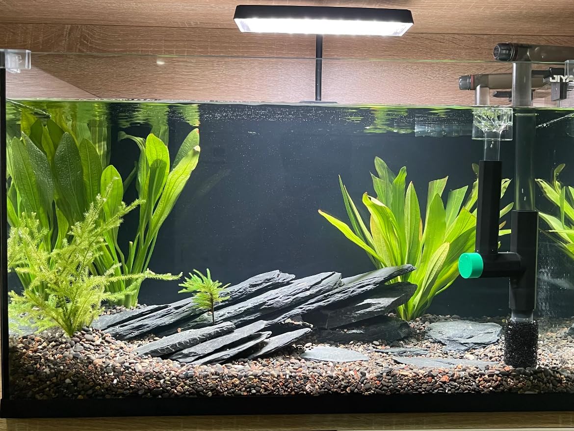 Natural Slate Stone Rocks 2 to 8 inch Aquariums Stone for Aquascaping,Terrariums, Reptile Enclosures,Paludariums,and Gardens-20lb