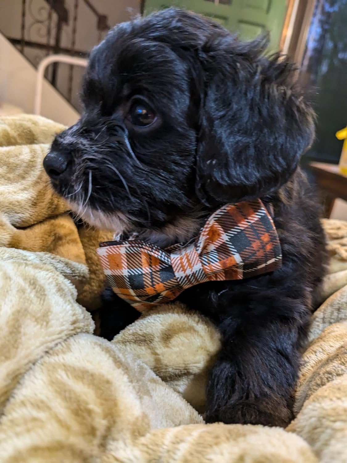 Lionet Paws Halloween Dog Collar with Bowtie - Cute Cotton Adjustable Fall Bowtie Dog Collar with Metal Buckle for Small Medium Large Dog Girl Boy Gift, L, Neck 16-24in