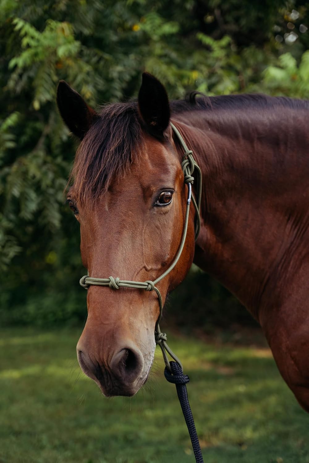 Double Braid Polyester Yacht Horse Lead Rope with Loop 12ft. or 14ft. Lengths (Brown, 14 ft. No Snap)