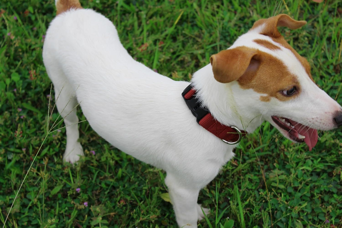 Mikivery Nylon Dog Collar with Quick Release Buckle Soft Adjustable Sturdy for Small Medium Large Dogs Brick,L