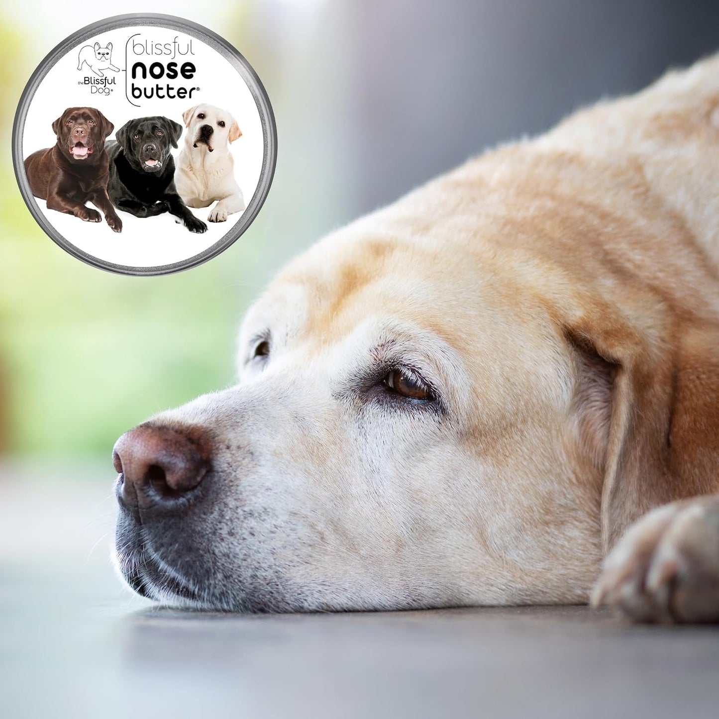 The Blissful Dog Labrador Retriever Nose Butter, Versatile Dog Nose Balm for Dry Nose, Handcrafted Nose Moisturizer, Easy-to-Apply Dog Essentials, Unscented, 8 oz.
