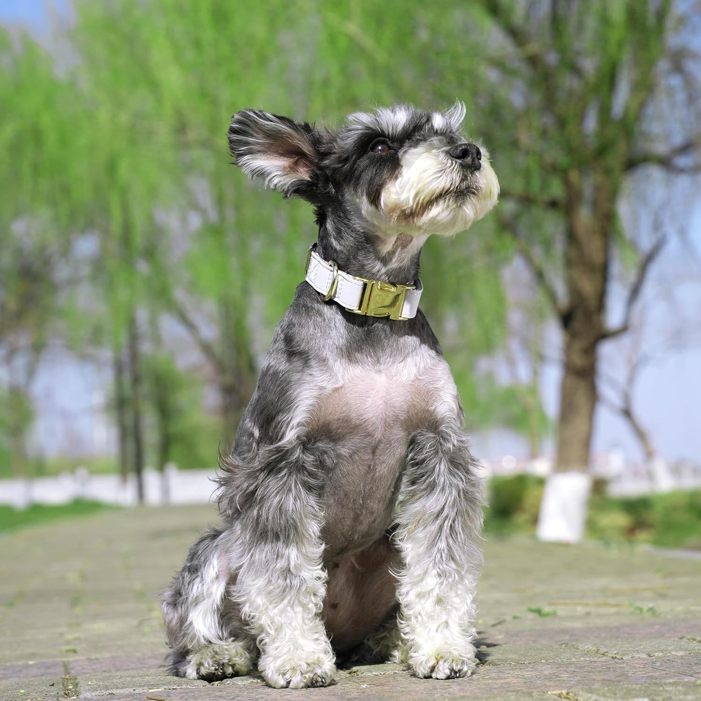 PET ARTIST Soft PU Leather Dog Collar for Small Dogs, Bright & Classic Nylon Padded Durable Dog Collar Leather with Quick Release Metal Buckle Adjustable for Male Dogs, Neck Fit 9-14"