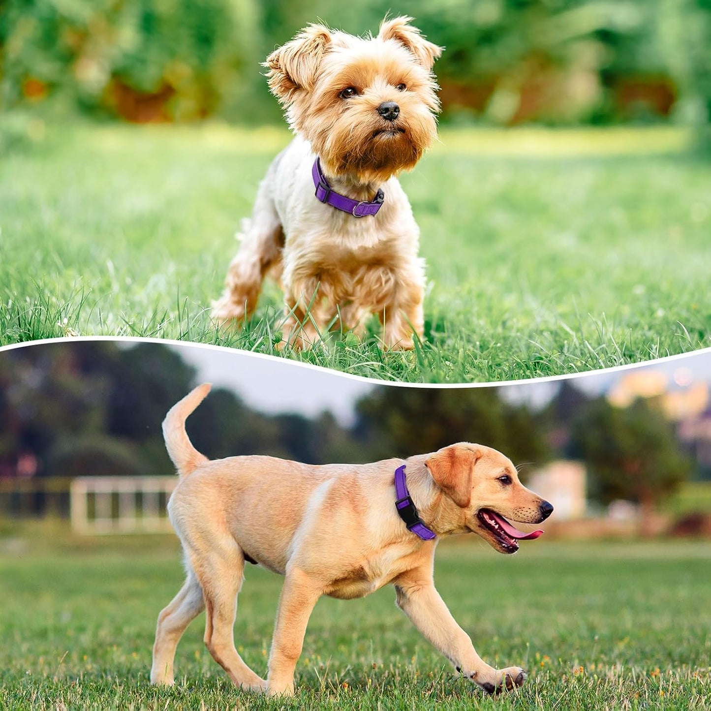 Reflective Dog Collar Padded with Soft Neoprene Breathable Quick Release Basic Dog Collars for Large Dogs Purple Girl