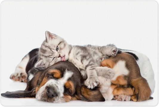 Lunarable Funny Pet Mat for Food and Water, Kitten Lying on The Puppies Basset Hound and Licks Sleeping Cuddle Picture, Non-Slip Rubber Mat for Dogs and Cats, 18" X 12", White Tan