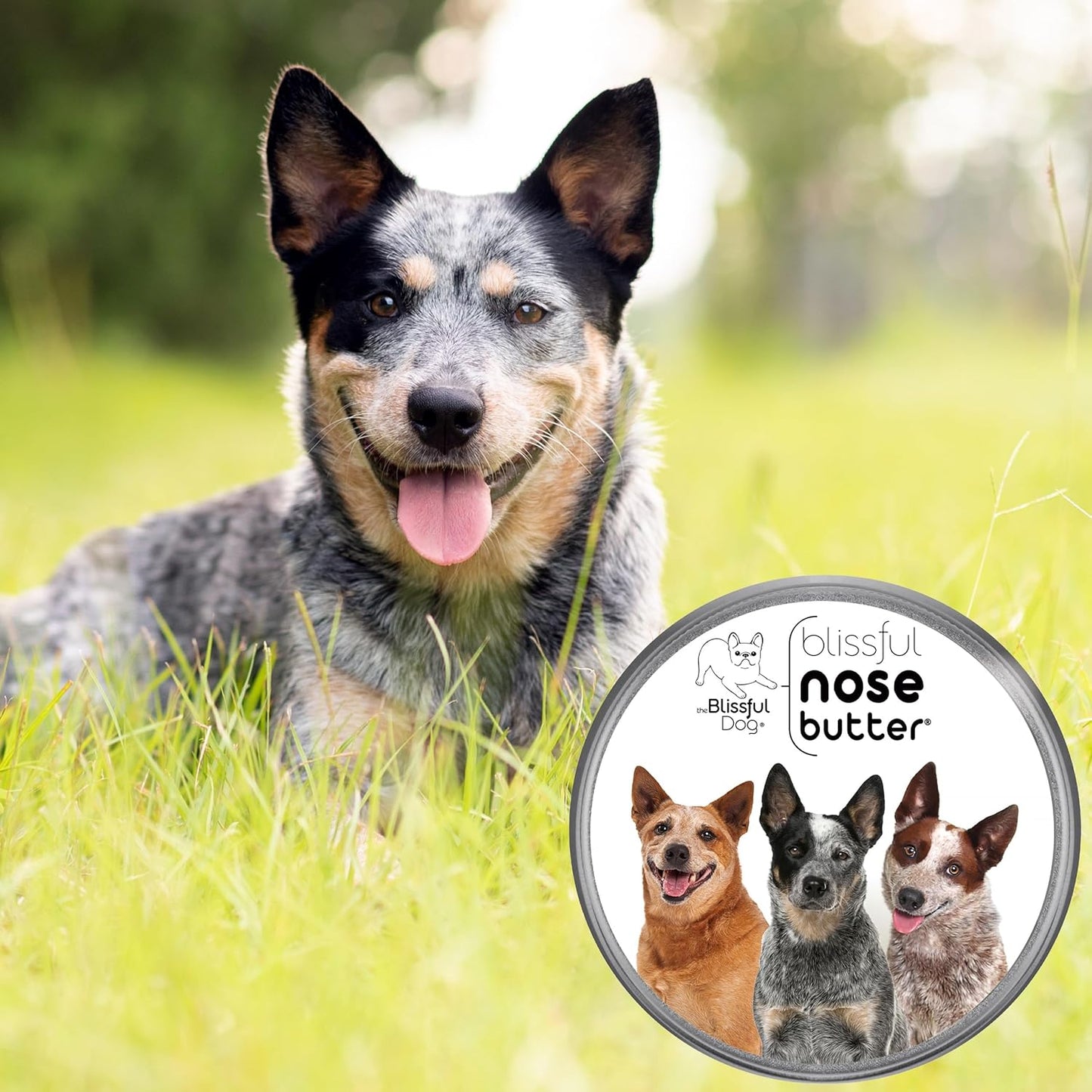 The Blissful Dog Australian Cattle Nose Butter, Versatile Dog Nose Balm for Dry Nose, Handcrafted Nose Moisturizer, Easy-to-Apply Dog Essentials, Unscented, 1 oz.