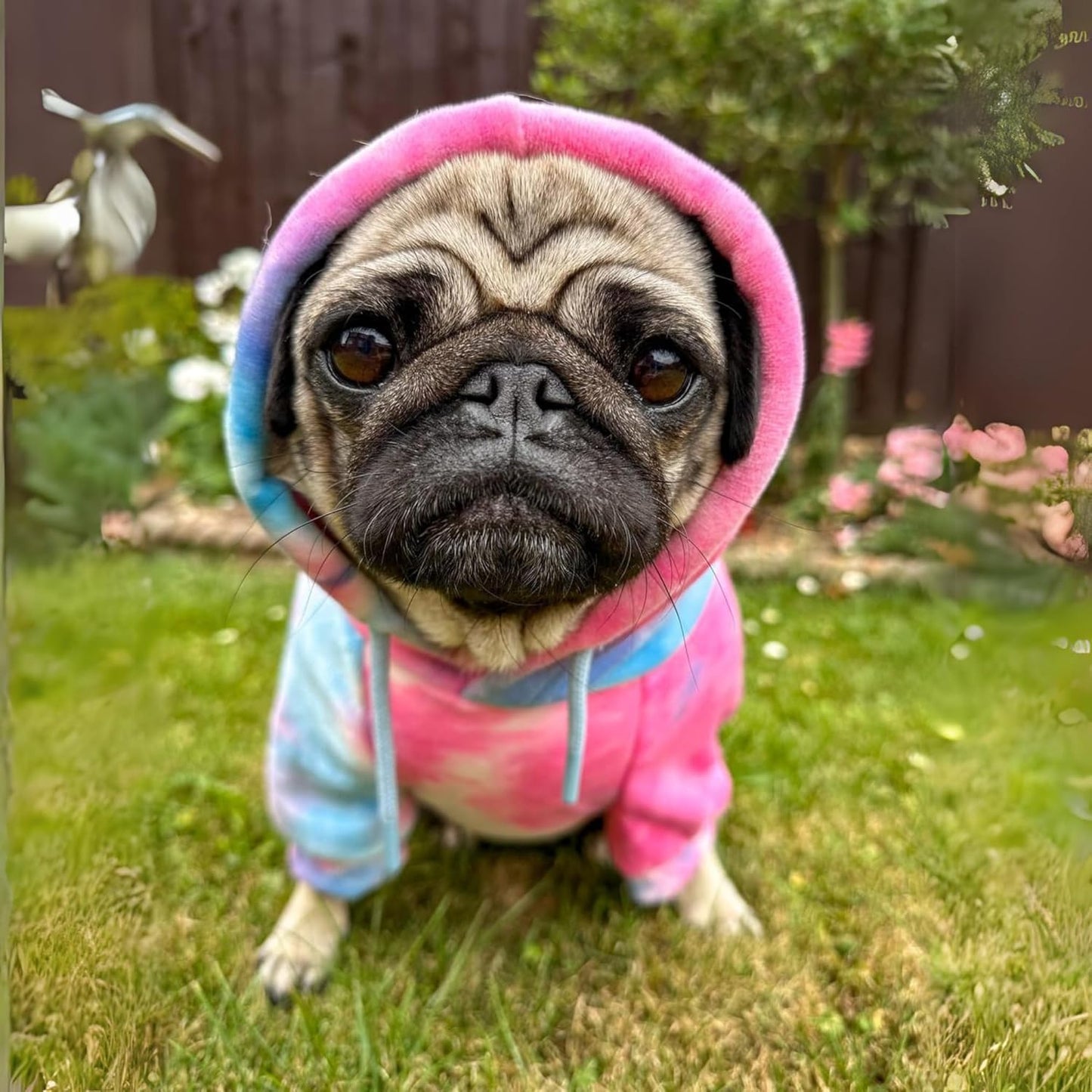 Spark Paws Dog Hoodie – Premium Dog Sweater for Small, Medium, and Large Dogs | Warm Outfits for French Bulldogs, Pitbull, Puppy, Winter Jacket Alternative - Snow Cone - 3XL