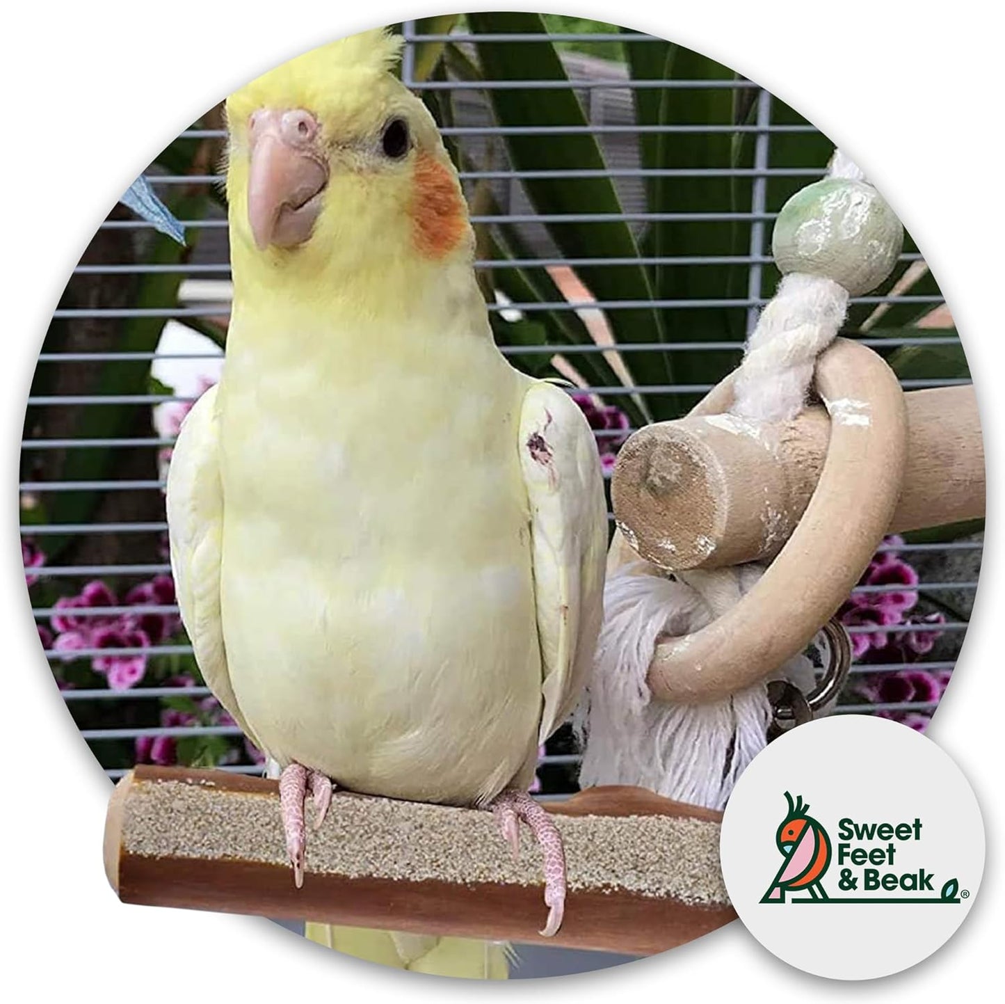 Superoost Manzanita Pumice Pedicure Perch- Easy to Install Bird Cage Accessories for Healthy Feet, Nails and Beak - Natural Bird Perches Imitates Birds' Life in The Wild - L 12"