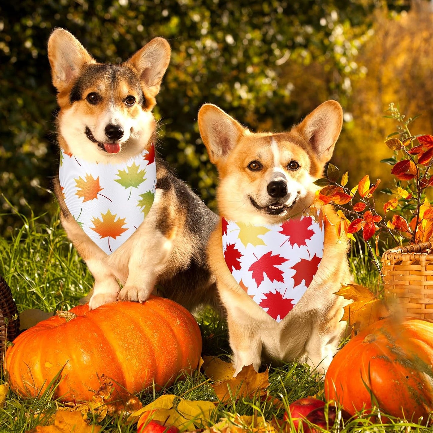 Abbylike 50 Pcs Fall Thanksgiving Dog Bandanas Bulk Maple Leaves Bandanas for Dogs Triangle Kerchief Bib Scarf for Pets Autumn Costume Photo Props Accessories Pet Shops, 25 Styles (31.5 x 21.7 x 21.7)