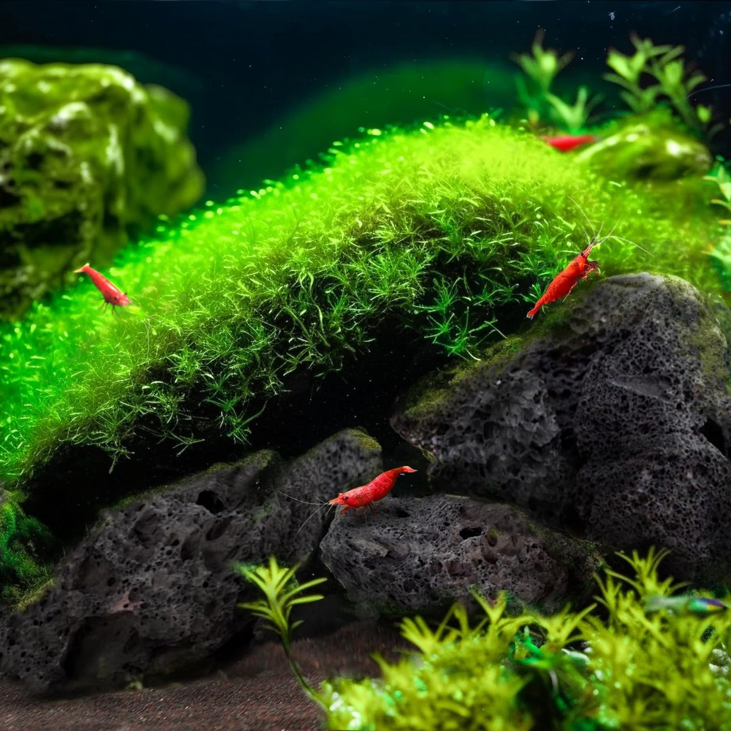 LANDEN Black Lava Stones (16lbs,3~10inch,11pcs) for Aquascaping Terrariums, Paludarium, Vivariums, Reptile and Amphibian Enclosures